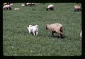 Sheep herding dog with sheep at Bob Hiatt farm, near Scholls, Oregon, circa 1970