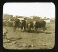 Threshing with oxen, Palestine