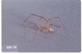 Latrodectus mactans (Black widow spider)