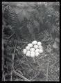 Mountain quail nest