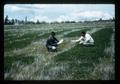 Sub-clover fertilizer experiment plots, Douglas County, Oregon, 1963