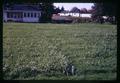 P-62 fawn fescue plots at J.J. Astor Experiment Station, Astoria, Oregon, October 31, 1967