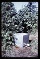 Midge trap at Christmas tree farm, Benton County, Oregon, August 1968