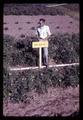 Larry Boersma in unheated tomato plot, Oregon State University, Corvallis, Oregon, circa 1969