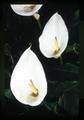 White calla lilies, Oregon, circa 1973
