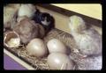 Chicks and egg with hole pecked in it, Oregon Museum of Science and Industry, Portland, Oregon, March 1972