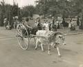 Native Americans in early ox cart, Pendleton Round-Up Parade