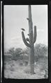 Red-tailed hawk on a saguaro