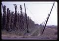 Hops on trellises, Oregon, circa 1965