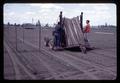 Farmers staking pole bean field, Albany, Oregon, May 1970