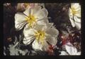 White and yellow flowers, Oregon, August 1985