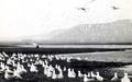 Ring-billed Gulls