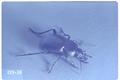 Calosoma (Callistenia) luxatum (Ground beetle)
