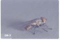 Ravinia lherminieri (Flesh fly)