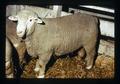 Columbia ram exhibited by E. S. Hundler, Oregon State Fair, Salem, Oregon, circa 1973