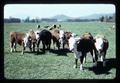 Hereford Beef Cattle in Oregon State University pasture, Corvallis, Oregon, August 1971