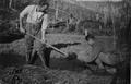 One man with shovel digging a trench.  Another man is kneeling at the side of the trench.  In the background is a hillside with bare trunks.