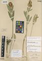 Trifolium plumosum Douglas var. amplifolium Martin
