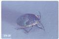 Chlorochroa ligata (Conchuela stink bug)