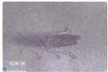 Pachynematus setator (Sawfly)