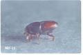 Scolytus multistriatus (Smaller European elm bark beetle)