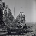 Harvesting Hop Vines on Tractor 6