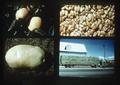 Composite slide of potato, apples, grain, and hay truck, 1979