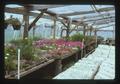Flowers and tree seedlings in greenhouse, Oregon, 1975