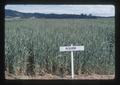 McDermid wheat at Hyslop Agronomy Farm, Oregon State University, Corvallis, Oregon, June 1974