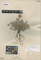 Eriogonum ochrocephalum S. Watson ssp. calcareum Stokes
