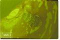 Acanthoscelides obtectus (Bean weevil)