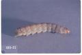 Peridroma saucia (Variegated cutworm)