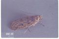 Setomorpha rutella (Tropical tobacco moth)