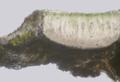 Aspicilia cyanescens