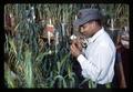 "Sam" breeding barley crosses in greenhouse, Corvallis, Oregon, circa 1965