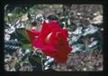 Closeup of rose blossom, Oregon, 1974