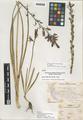 Camassia quamash (Pursh) Greene ssp. linearis Gould