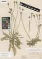 Crepis runcinata (E. James) Torr. & A. Gray ssp. imbricata Babc. & Stebbins