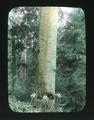 Spruce - 11 ft. in diameter