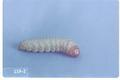 Melissopus latiferreanus (Filbertworm)