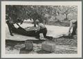 Prune harvesting, 1939