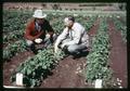 Dr. F. Earl Price and Dr. Richard M. Bullock examining weed competition in strawberries, 1961