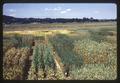 Cereal nursery at Hyslop Farm, Corvallis, Oregon, 1966