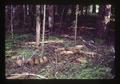 Sections of Douglas fir chewed and stacked by beavers in Starker Forest, Corvallis, Oregon, May 1978