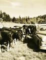 Holstein herd and car
