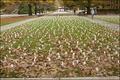 Iraq War Flag Memorial - 2 of 9