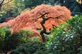 Portland Japanese Garden (Portland, Oregon)