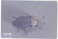 Silpha lapponica (Carrion beetle)