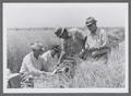 Norman Goetze, Wilson Foote, Warren Kronstad, Scotty Coleader, harvesting barley, Obregón, Mexico