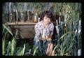 Student breeding barley crosses in greenhouse, Corvallis, Oregon, circa 1965